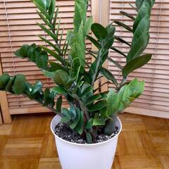パワフルなザミオ🌿の画像