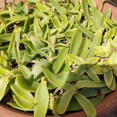 多肉植物　切り苗抜き苗の画像
