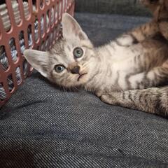 もらってください(決まりました)