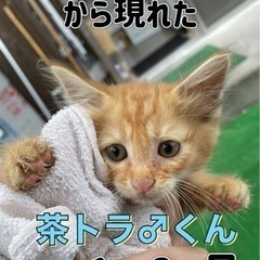 美猫♂茶トラくん