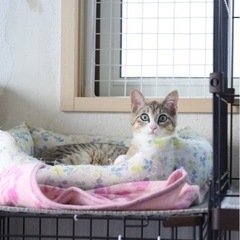 洋猫風な美人さん