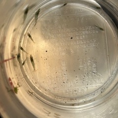 ミナミヌマエビ　５匹の画像