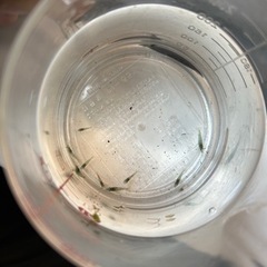 ミナミヌマエビ　５匹の画像