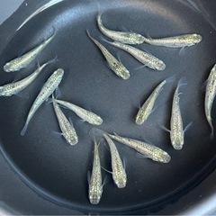 🐟シャンパンゴールド メダカ 若魚🐟15匹＋おまけ 現物