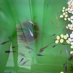 受渡し者決定【メダカ】ミックス　10匹の画像