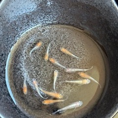 メダカ〔ダイアナ×焔〕決まりました。