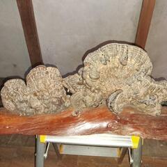 さるのこしかけの画像