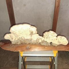 さるのこしかけの画像