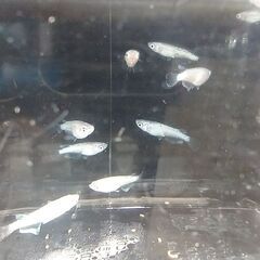 メダカ（スズラン ①）※選外※《2023年生：幼魚》１０匹の画像