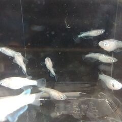 メダカ（スズラン ①）※選外※《2023年生：幼魚》１０匹の画像