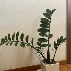ザミオクルカス