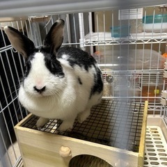 ミニウサギの里親様になって下さい。