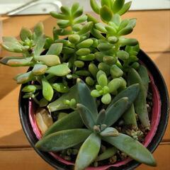 多肉植物(お試し)  予約受け付け