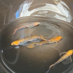 めだか　　　　竜章紅薊の画像