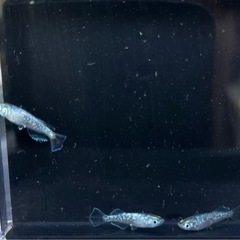 鶯　ウグイス　メダカ　1ペア＋雌1匹の画像