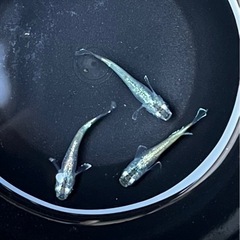鶯　ウグイス　メダカ　1ペア＋雌1匹の画像
