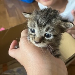 生後2週間くらいかと