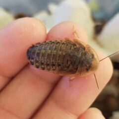 デュビアM(2～3cm) 10匹～