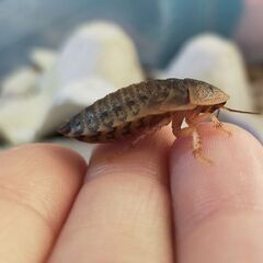 デュビアM(2～3cm) 50匹～