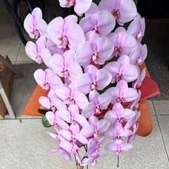 胡蝶蘭