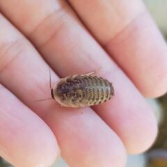 デュビアS(1～2cm) 100匹
