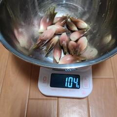 今年もみょうがですよ～っと🙋の画像