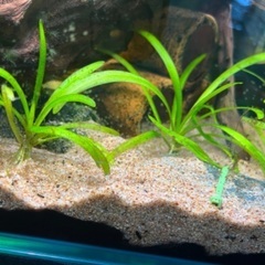 チェーンサジタリアス　水草