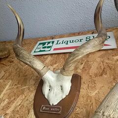 クーズー？　頭骨　剥製　ハンティングトロフィーの画像