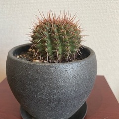観葉植物　ノトカクタス　獅子玉丸　サボテン　かみやま陶器植え替え済み