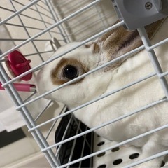 ミニウサギ