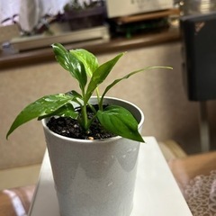 スパティフィラム(観葉植物)の画像