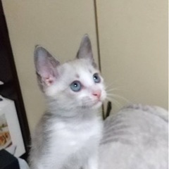 保護猫🐱保護犬🐶の為にお願い出来る方m(_ _)m
