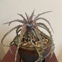 ディッキア　観葉植物　インテリア　かみ山陶器