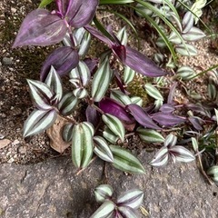 観葉植物