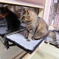 キジトラメス4歳