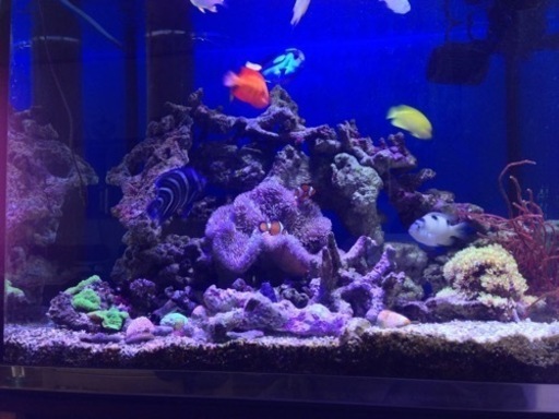 「お値下げ」海水魚水槽一式【詳細必ずご確認下さい】