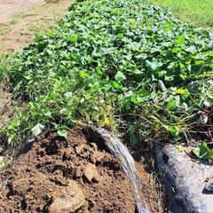 無農薬サツマイモの画像