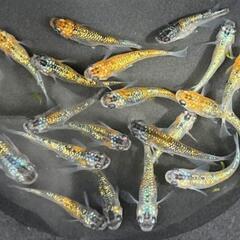 めだか国アリスの画像