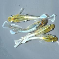 めだか国アリスの画像