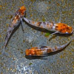 めだか国アリスの画像