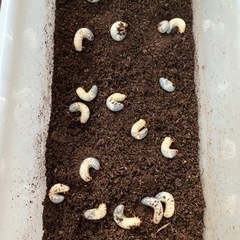 国産カブトムシ　幼虫　夏休みの自由研究にいかがでしょうか。の画像