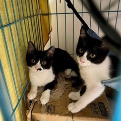 空猫✈️子猫シリーズ❣️エジプシャンマウMIX❣️小さな愛らしい...