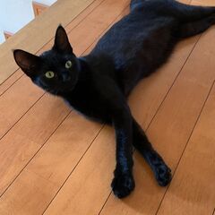 小柄な黒猫の女の子、保護猫