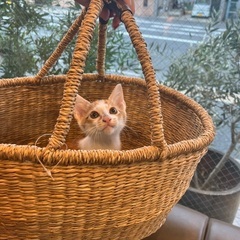 茶白の子猫♡麦ちゃん里親様決定