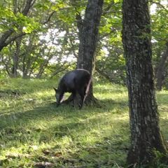 群馬西毛、長野東信地区の山登りができるかた！ - 吾妻郡
