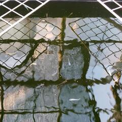 メダカの画像