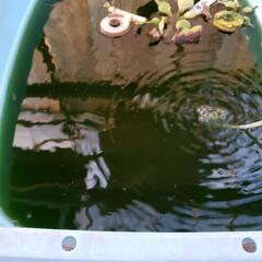 メダカの画像