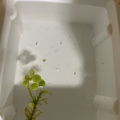 メダカ　ダルマ、半ダルマの針子の画像