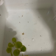 メダカ　ダルマ、半ダルマの針子