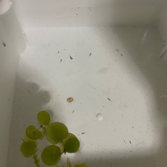 メダカ　ダルマ、半ダルマの針子の画像